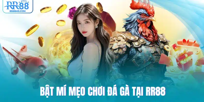 Bật mí mẹo chơi đá gà tại RR88